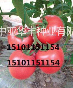 供应用于温室大棚种植的荷兰巨美特番茄种子