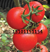 杂交番茄种子|优质番茄种子批发