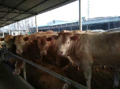 福建肉牛养殖技术视频批发