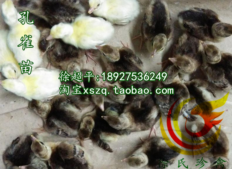供应用于养殖的湖南孔雀苗-养孔雀就找徐超平