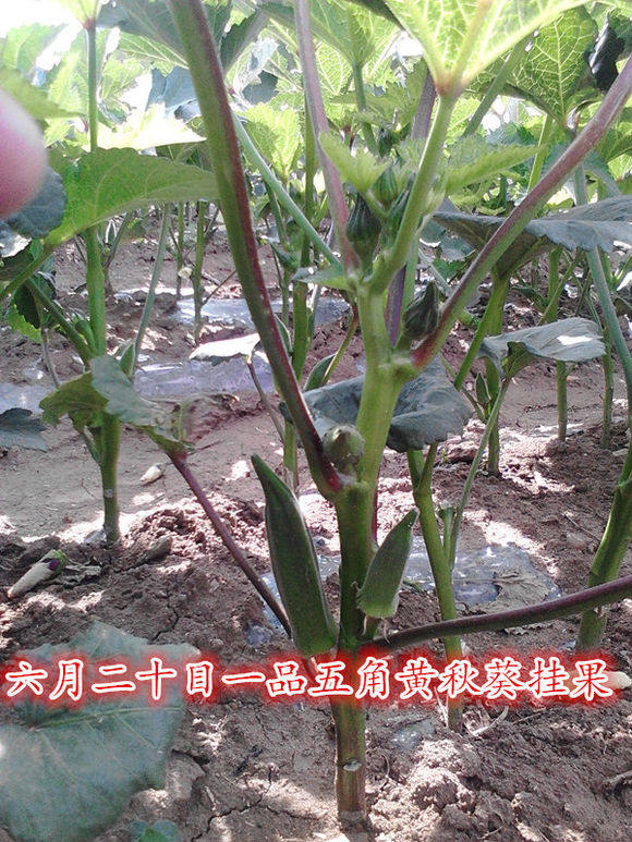 卡里巴黄秋葵种子日本进口繁育一代批发