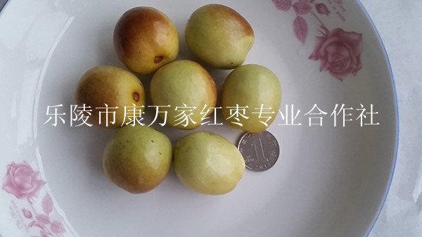 供应水果鲜梨枣|鲜梨枣供应商价格报价图片
