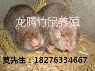 供应贵州竹鼠价格，四川竹鼠养殖，四川竹鼠供应商