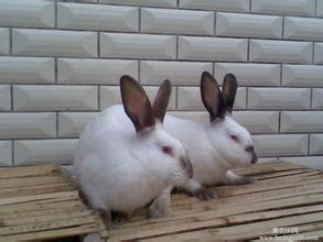 菏泽市肉兔厂家供应用于做种的肉兔的生活习性