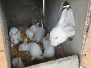 肉兔供应用于做种的肉兔的生活习性