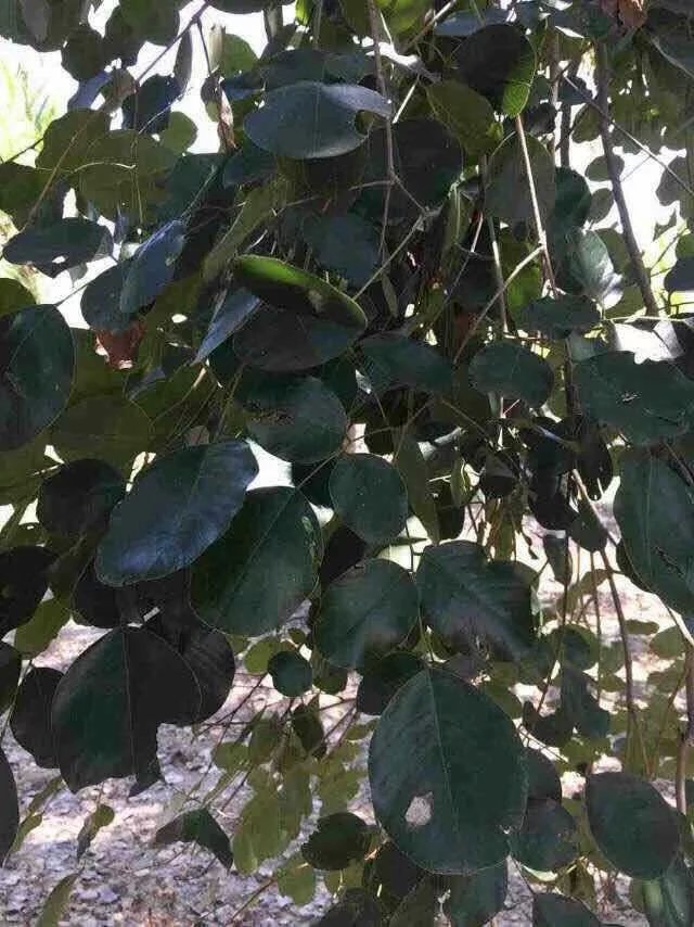 梧州市印度檀香紫檀小叶紫檀一年苗厂家