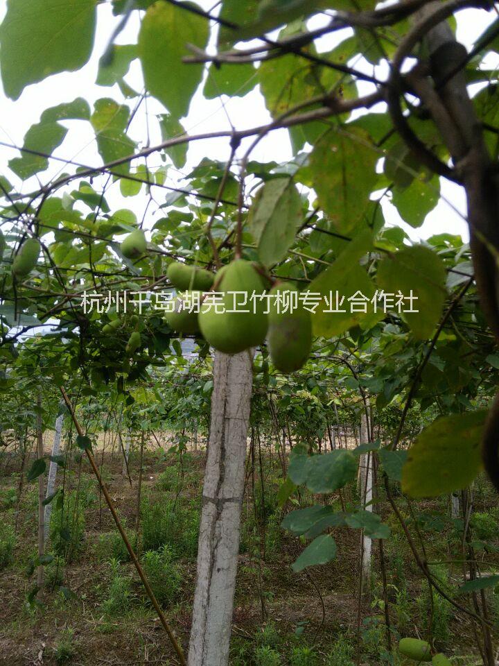 供应用于中药材水果的浙江千岛湖三叶木通八月瓜苗