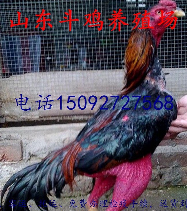 越南斗鸡多少钱一只批发