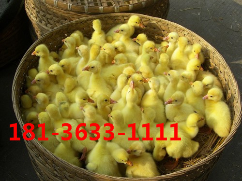 供应用于养殖的扬州白鹅多少钱一只