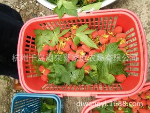 供应用于中草药水果的野草莓掌叶覆盆子树莓苗图片
