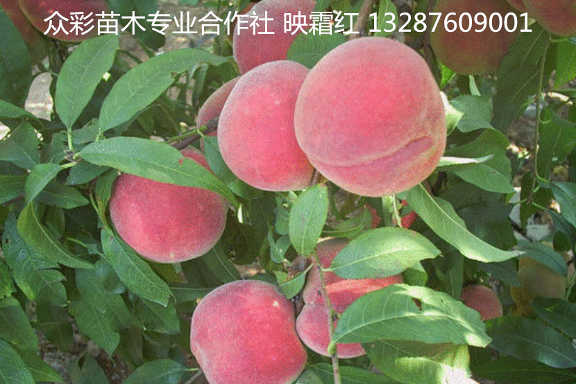 供应最新桃树苗品种映霜红 中油16号