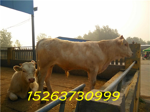鲁西黄牛改良为三元杂交牛免费提供供应用于的鲁西黄牛改良为三元杂交牛免费提供