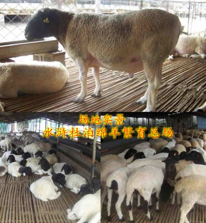 供应用于种羊的梅河口市现在的黑头杜泊羊价格，杜泊绵羊最新报价