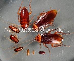 深圳市蟑螂灭杀防治方案厂家