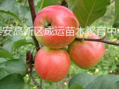 供应矮化苹果苗苗圃常年出售嫁接苹果树苗 规格齐全价格优惠 欢迎大家来选购