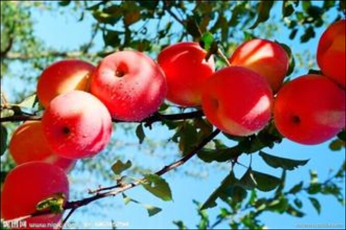 泰安市大量批发供应红富士苹果苗，山东厂家