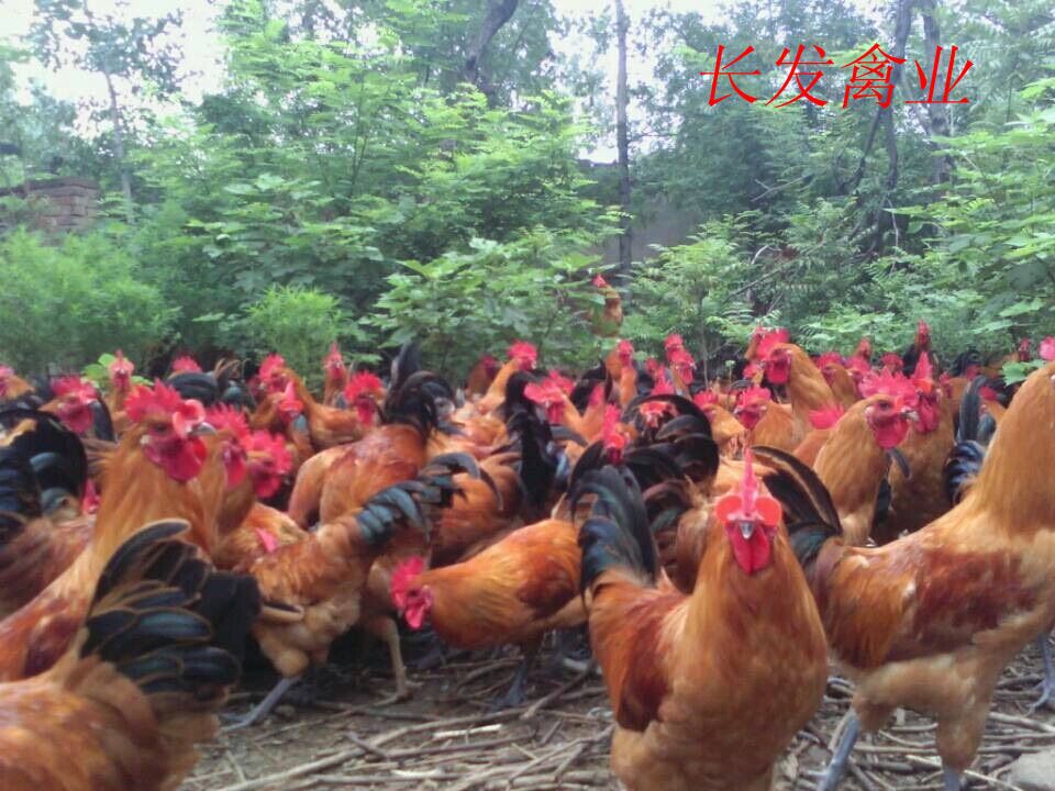 湖南土鸡全国批发， 质量保证，价格优惠