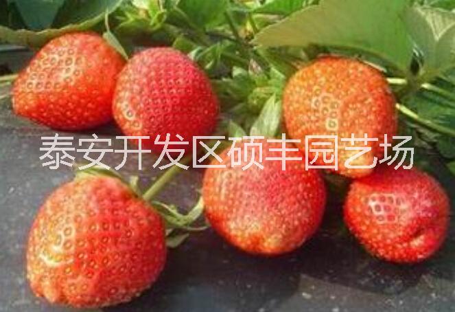 贵美人草莓苗贵美人草莓苗|价格实惠|抗寒耐寒|无病虫害