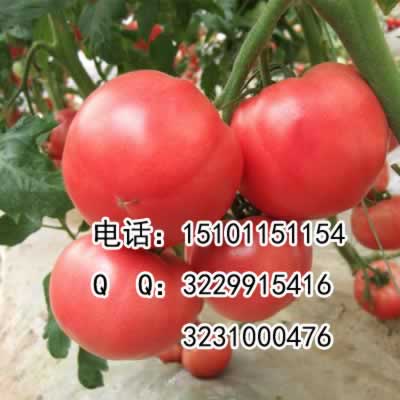 荷兰番茄品种|巨粉番茄种子批发