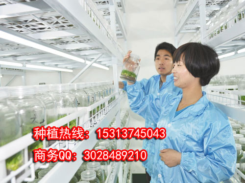 北京市中华仙草铁皮石斛种植方法厂家供应用于中华仙草的中华仙草铁皮石斛种植方法