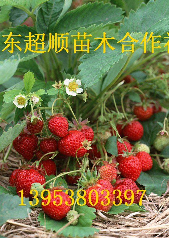 供应用于草莓苗的大将军草莓苗 优质草莓苗 草莓苗图片