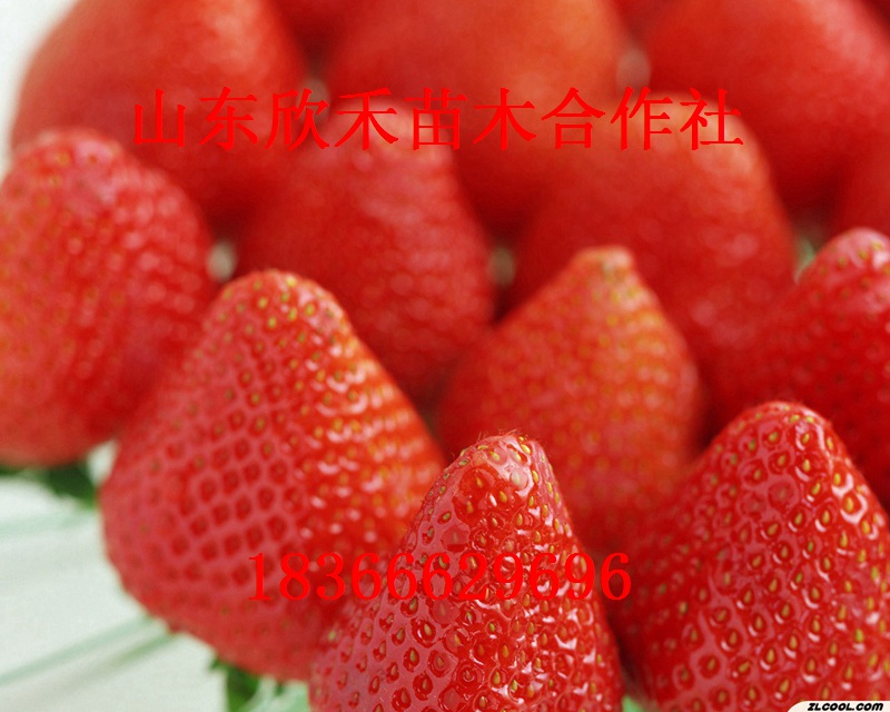 达赛莱克特草莓苗 价格0.25元 0.3元 0.4元