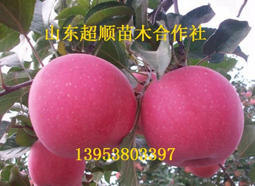 供应用于的矮化苹果树苗新品种 苹果价格