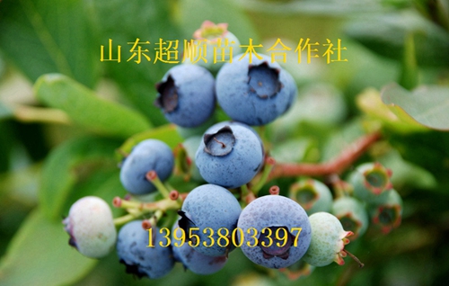 供应用于产果的塞拉蓝莓苗 新品种