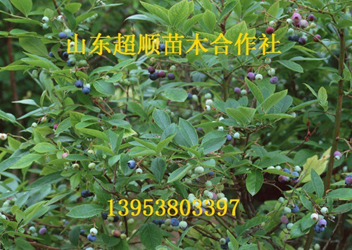 赫伯特蓝莓苗赫伯特蓝莓苗，最好的蓝莓苗，最好吃的蓝莓苗价格