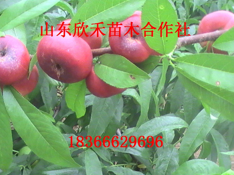 水蜜桃桃树苗