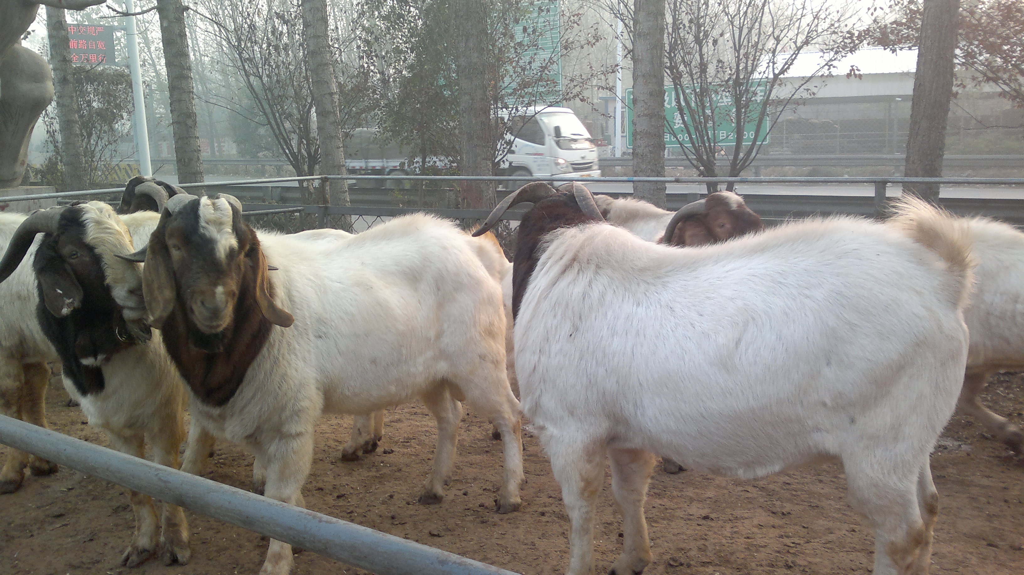 菏泽市白山羊厂家供应白山羊