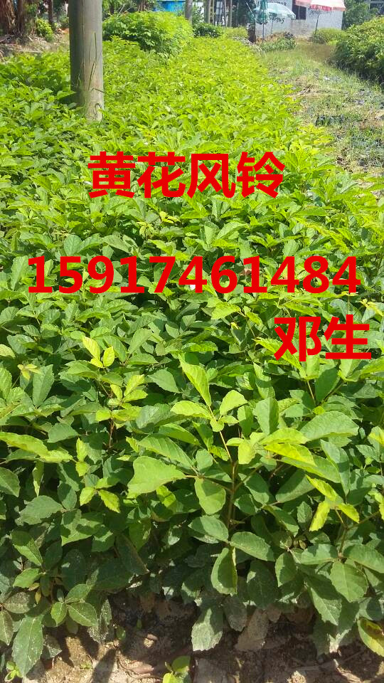 广州市广州柠檬30公分起厂家供应用于的广州柠檬30公分起