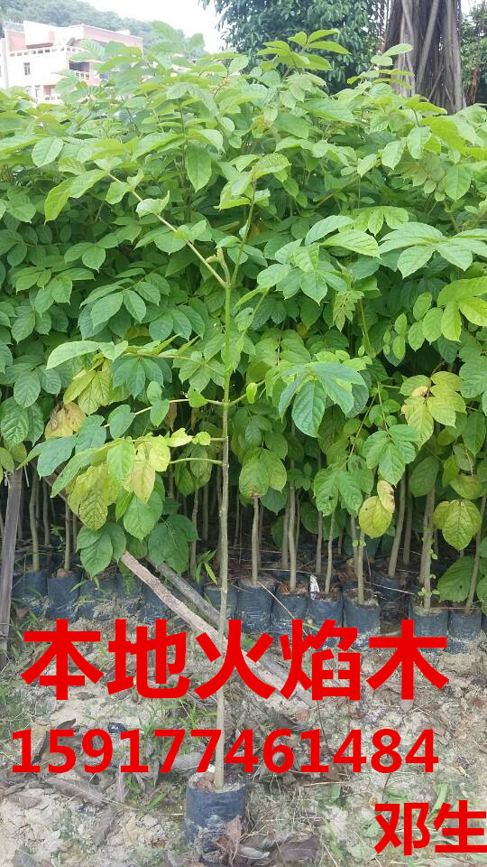 广州市南方30公分高树菠萝小苗批发价厂家