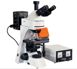 供应B/G荧光显微镜|BM2000Z荧光显微镜|正置荧光显微镜-启步供应021-51698819图片