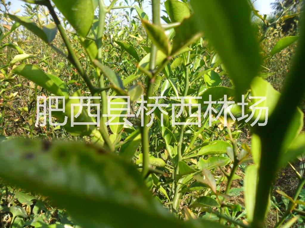 安徽肥西供应枳壳苗， 大叶枳壳苗