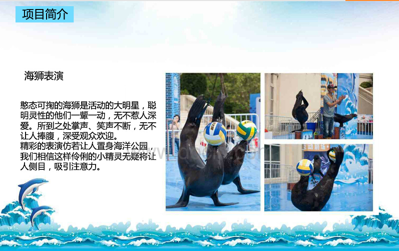 供应海洋动物海狮表演暖场出租图片