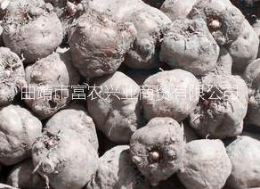 湖南魔芋种子生产厂家、湖南魔芋种子、魔芋种子批发价格、魔芋种子价格