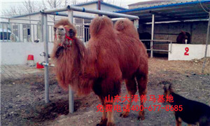 哪里卖骆驼 饲养的照相用的骆驼 出租骆驼 租赁骆驼