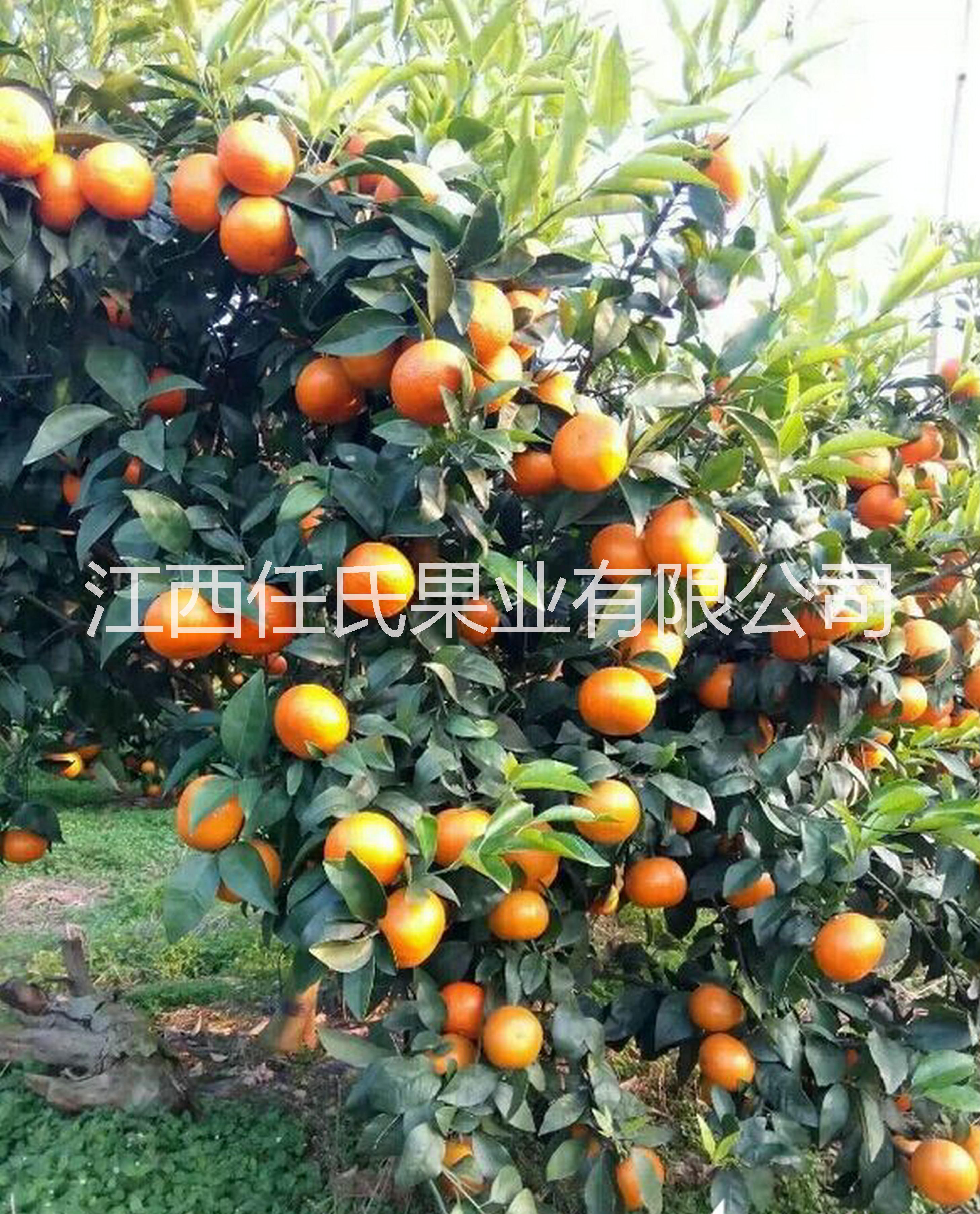桂林市091无核沃柑苗厂家