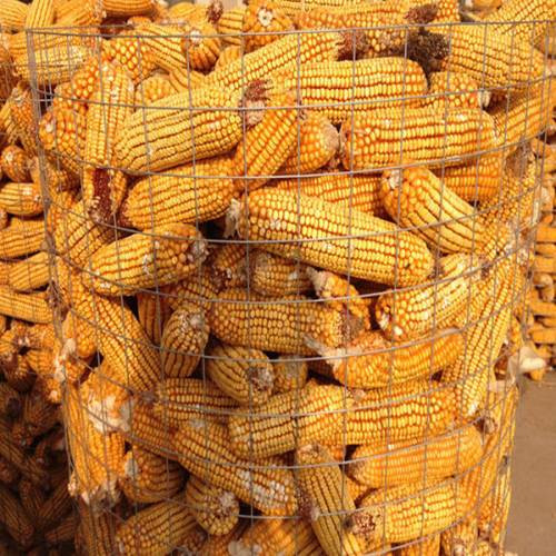 安平驰标厂家专业生产圈玉米网，圈玉米电焊网，镀锌圈玉米铁丝网批发图片