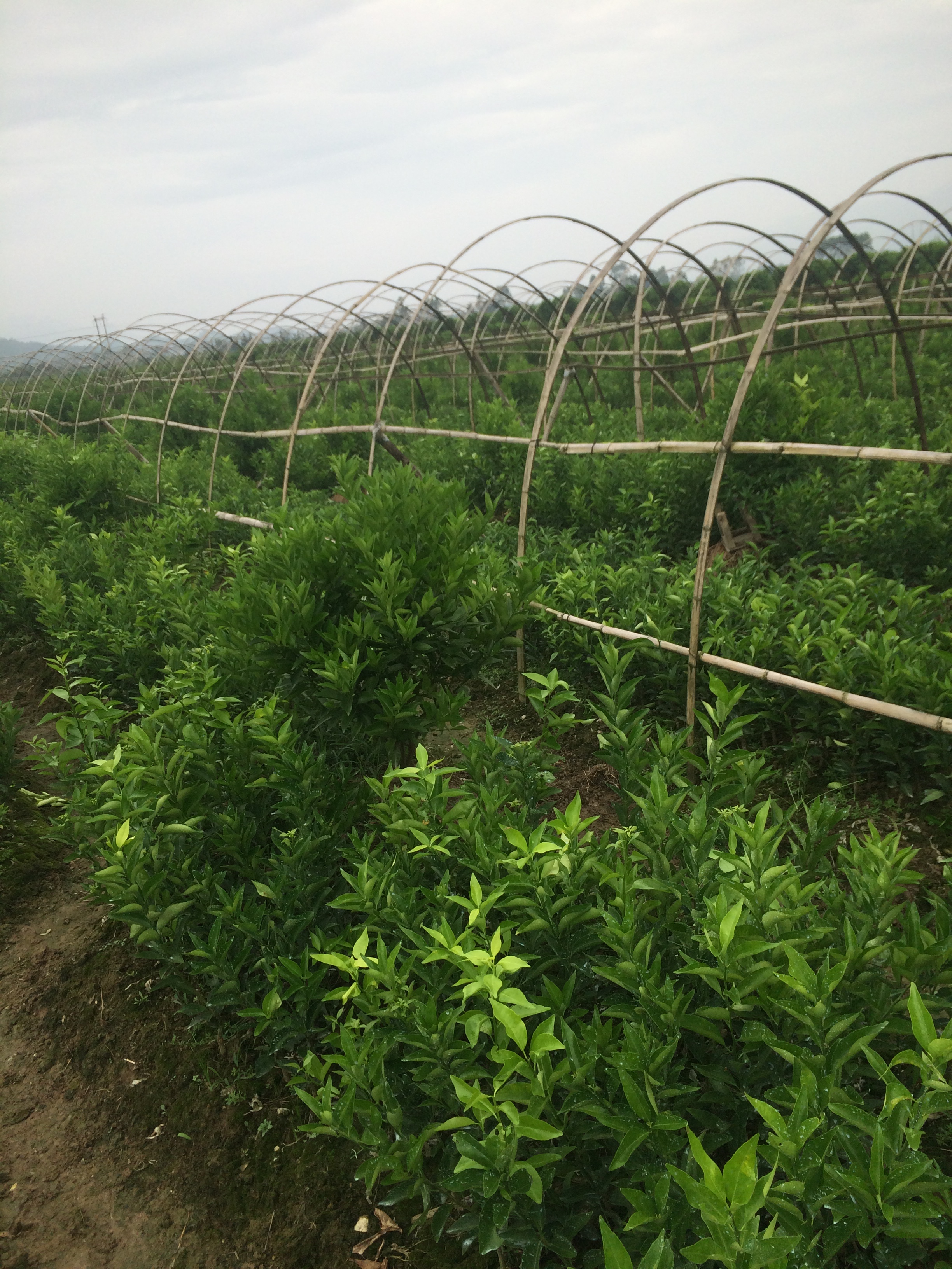 供应用于种植的贺州富川世纪红柑橘苗