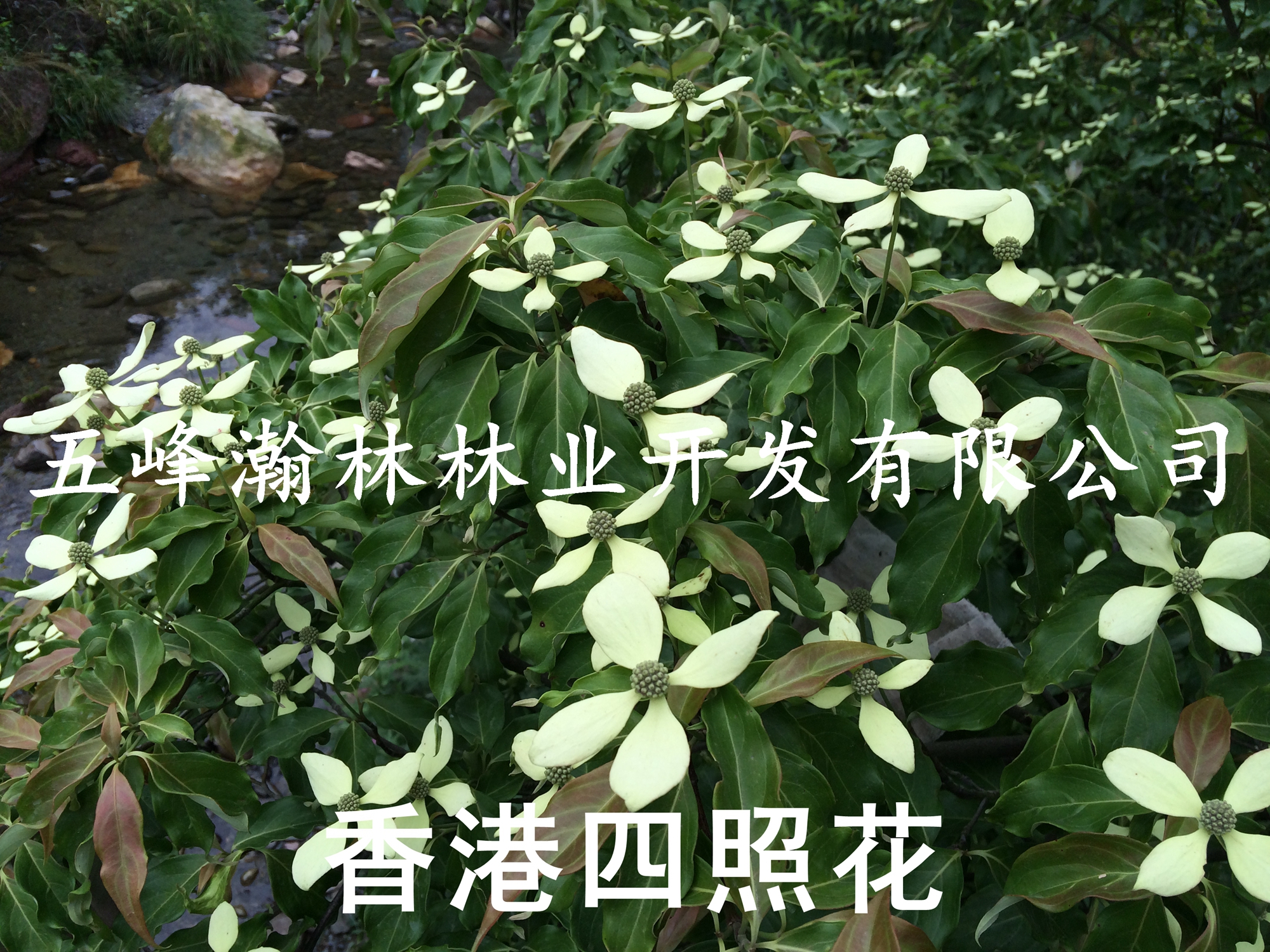 2015新香港四照花种子供应2015新香港四照花种子
