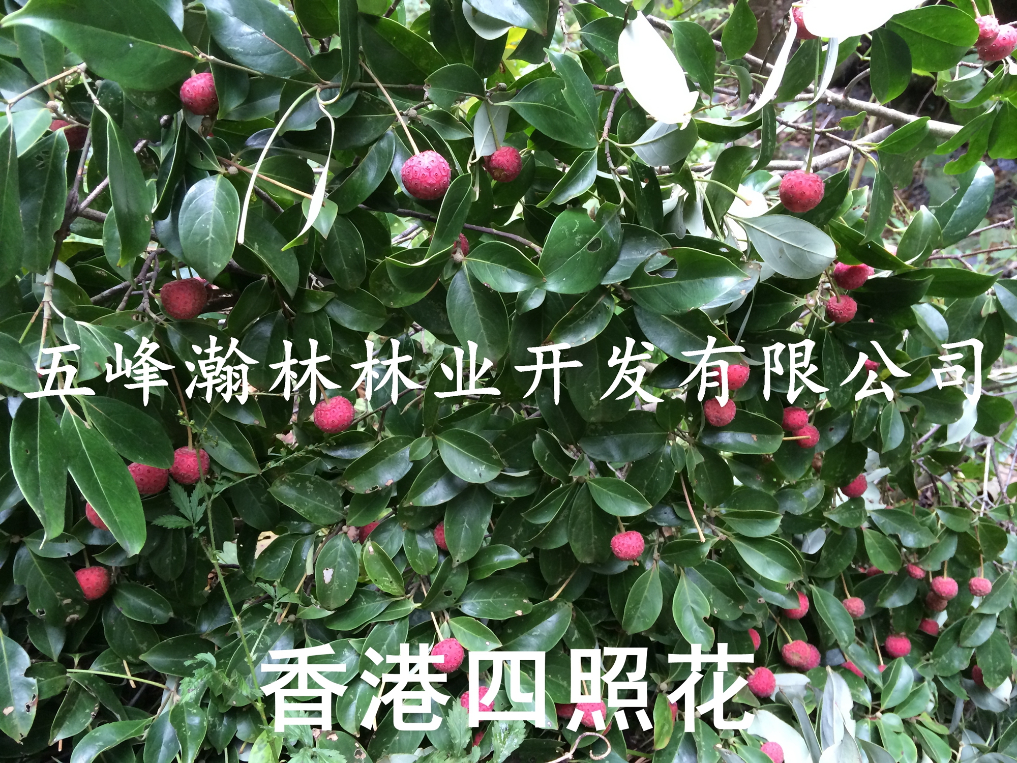 宜昌市2015新香港四照花种子厂家