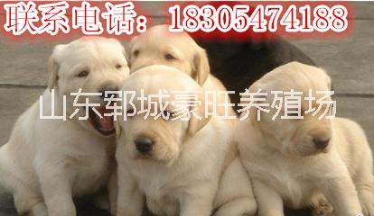 供应用于赚钱的广东湛江今年最火爆项目肉狗养殖