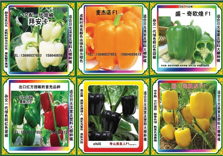 供应用于旅游观光园种的批发高档甜椒种子 方形甜椒种子