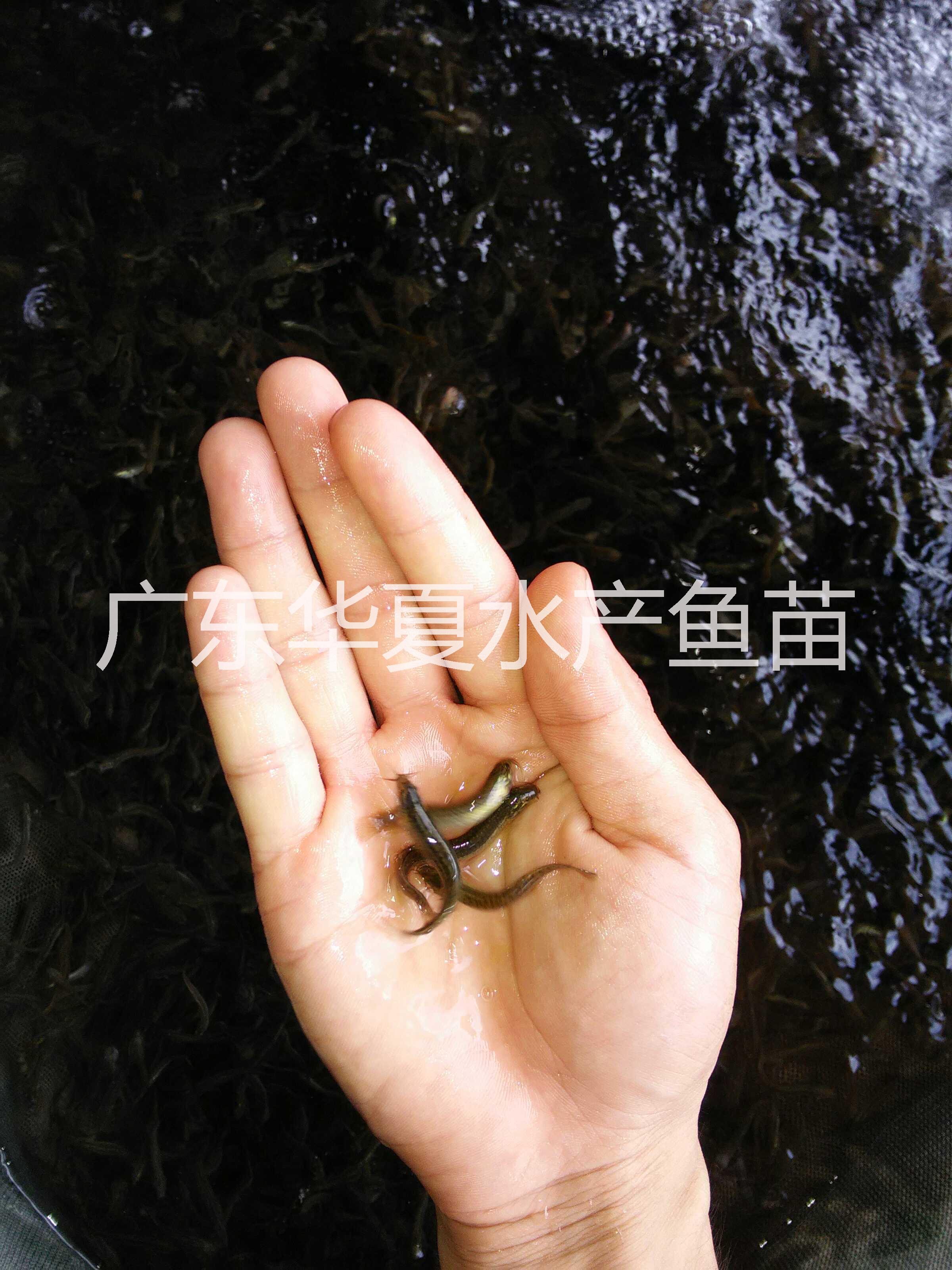 供应用于鱼苗的常年供应台正宗台湾泥鳅优质鱼苗图片