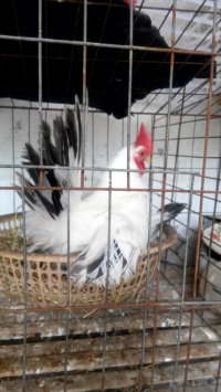 供应黑龙江观赏鸡养殖场元宝鸡多少钱图片