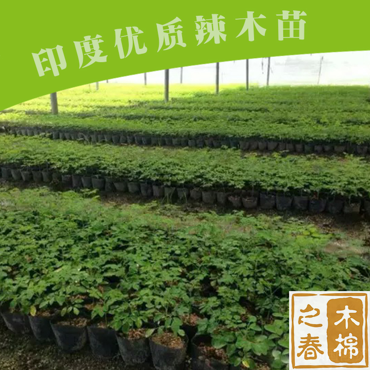 印度进口优质辣木种苗/药材种植与批发/辣木种苗批发/优质种苗，包存活/