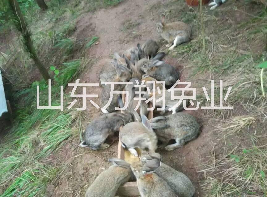 供应散养杂交野兔优势 散养杂交野兔种兔的价格