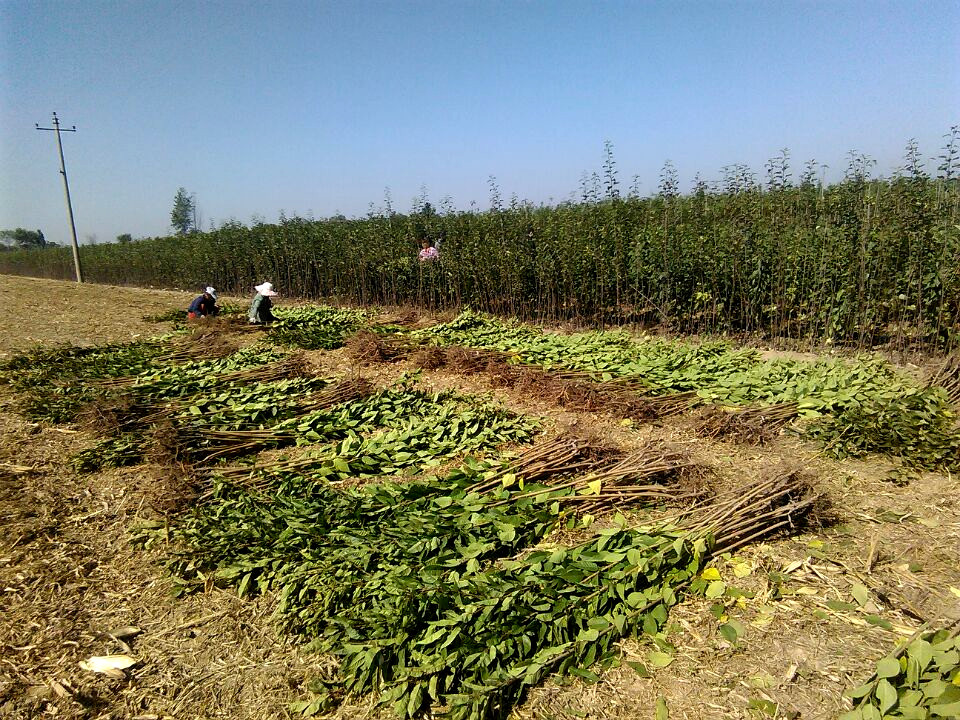 樱花树苗供应樱花树苗|周至樱花树苗种植户、陕西地区卖樱花树苗